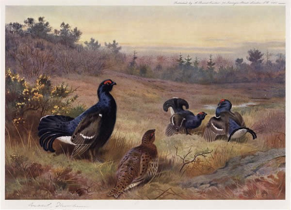 Archibald Thorburn Blackgame at the Lek